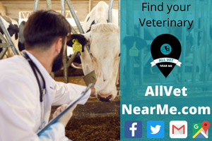 Find your Veterinary - allvetnearme.com 14