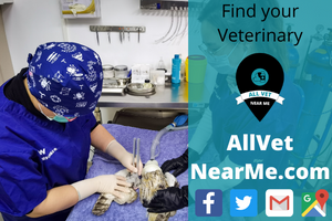 Find your Veterinary - allvetnearme.com 2