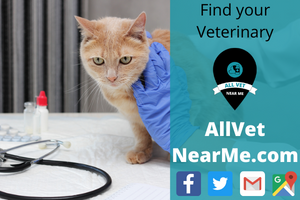 Find your Veterinary - allvetnearme.com 7