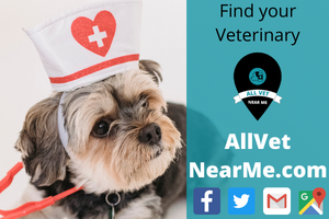Find your Veterinary - allvetnearme.com 9